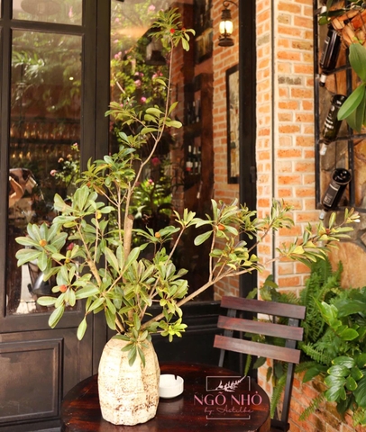 Cành Trái Thanh Mai