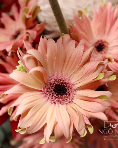 Giỏ hoa tông đỏ mix hồng