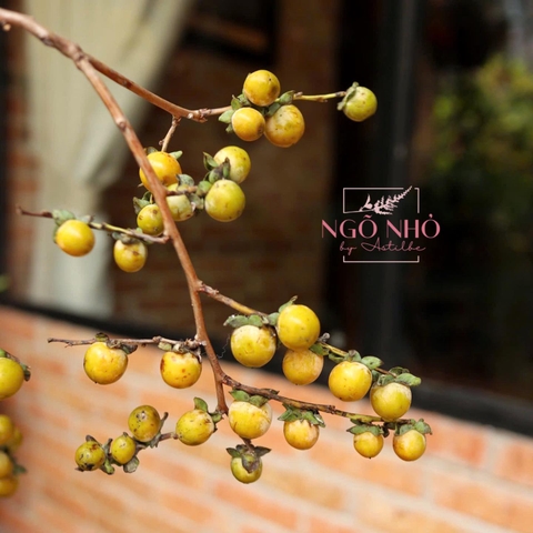 Cành trái hồng mini