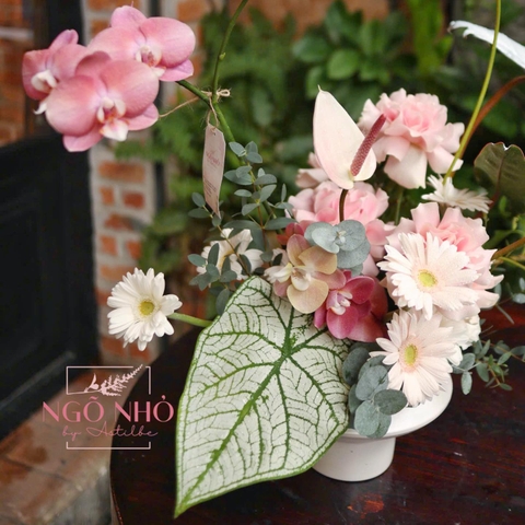 Bình hoa/cup hoa tông hồng pastel: Lan Hồ Điệp mix Hồng Môn