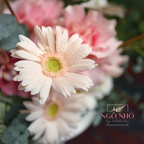 Bình hoa/cup hoa tông hồng pastel: Lan Hồ Điệp mix Hồng Môn