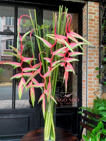 Chuối pháo sexy pink