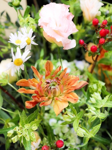 Hộp Gô Hoa Đồng Nội 6in1 | 6 Hộp Hoa Nhỏ