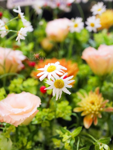 Hộp Gô Hoa Đồng Nội 6in1 | 6 Hộp Hoa Nhỏ