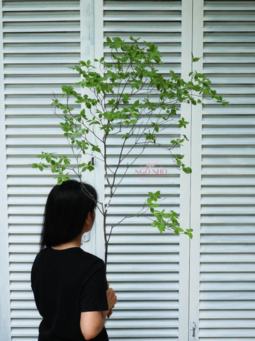 Cành Thạch Nam Nhật Bản