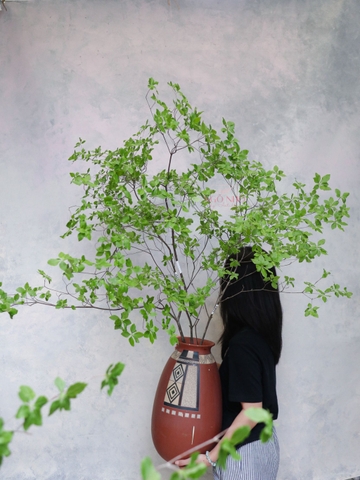 Cành Thạch Nam Nhật Bản