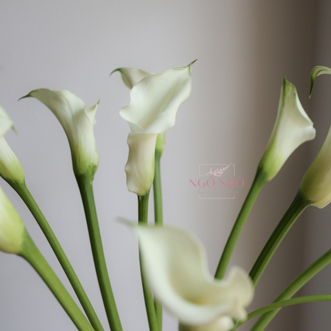 (Hoa Lẻ) Hoa Rum/ Calla Lily Giống Hà Lan Đủ Màu