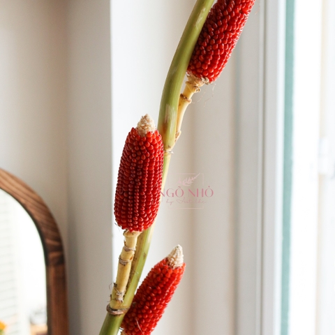 (Hoa Lẻ) Cành Bắp Ngô Nâu
