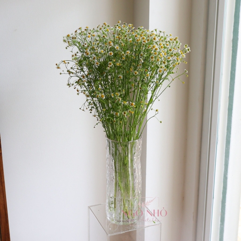 (Hoa Lẻ) Hoa Cúc Tana Vườn Nhập Khẩu/ Đà Lạt