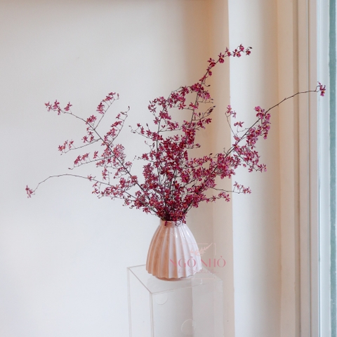 (Hoa Lẻ) Hoa Lan Vũ Nữ Velvet Maroon VN