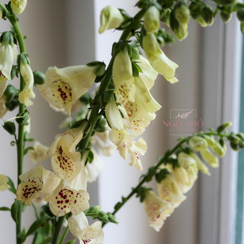 (Hoa Lẻ) Hoa Digitalis Giống Mới Việt Nam