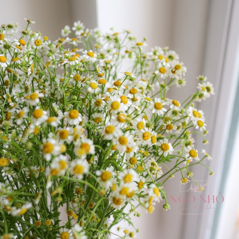(Hoa Lẻ) Hoa Cúc Tana Vườn Nhập Khẩu/ Đà Lạt