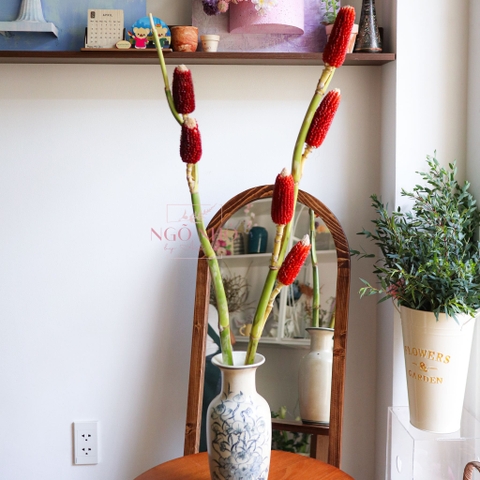 (Hoa Lẻ) Cành Bắp Ngô Nâu