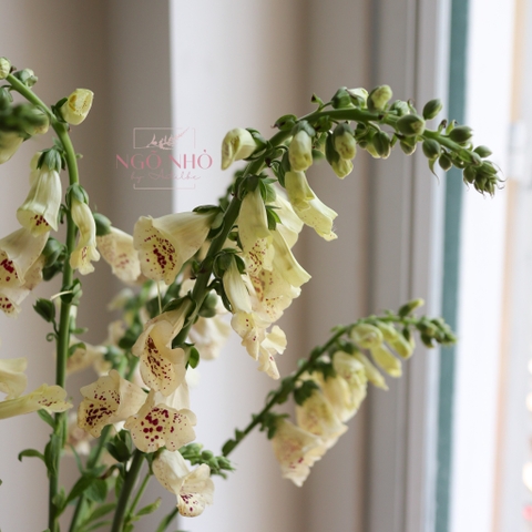 (Hoa Lẻ) Hoa Digitalis Giống Mới Việt Nam