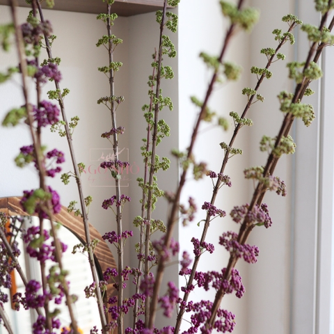 (Hoa Lẻ) Hoa BeautyBerry Tím Nhập Khẩu