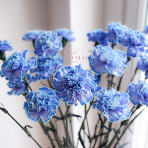 Bó Hoa Cẩm Chướng Xanh Blue Nhập Khẩu