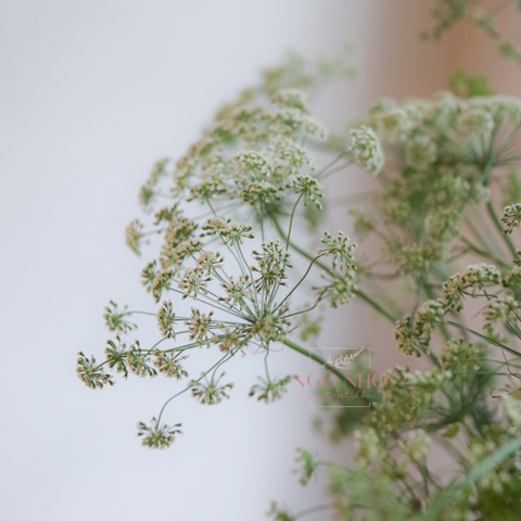 (Hoa Lẻ) Hoa Cà Rốt/ Ren Đà Lạt