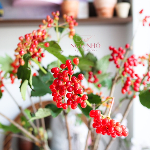 (Hoa Lẻ) Cành Viburnum Opulus Thả Bình