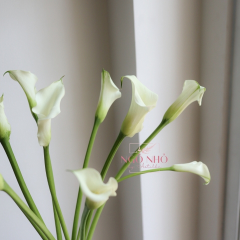 (Hoa Lẻ) Hoa Rum/ Calla Lily Giống Hà Lan Đủ Màu