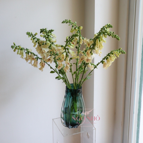 (Hoa Lẻ) Hoa Digitalis Giống Mới Việt Nam