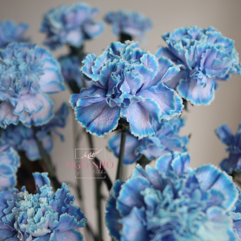 (Hoa Lẻ) Cẩm Chướng Colombia Màu Xanh Nhuộm