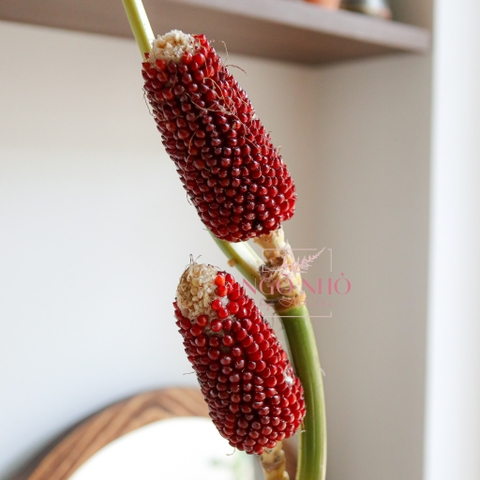 (Hoa Lẻ) Cành Bắp Ngô Nâu