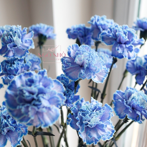 Bó Hoa Cẩm Chướng Xanh Blue Nhập Khẩu