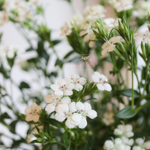 (Hoa Lẻ) Hoa Panse/ Phăng Xê Nhập Khẩu