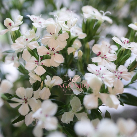 (Hoa Lẻ) Hoa Panse/ Phăng Xê Nhập Khẩu