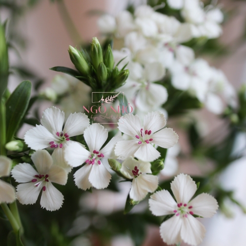 (Hoa Lẻ) Hoa Panse/ Phăng Xê Nhập Khẩu