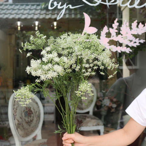 (Hoa Lẻ) Hoa Cà Rốt/ Ren Đà Lạt