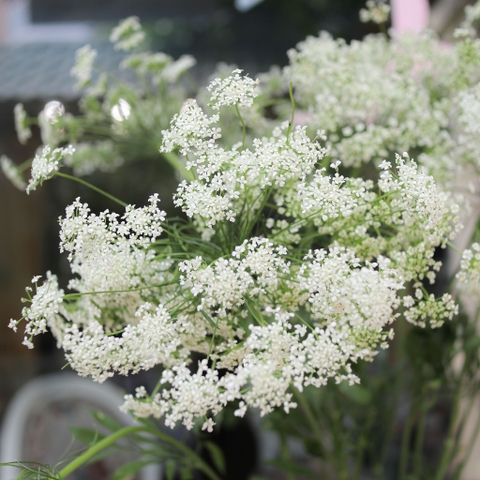 (Hoa Lẻ) Hoa Cà Rốt/ Ren Đà Lạt