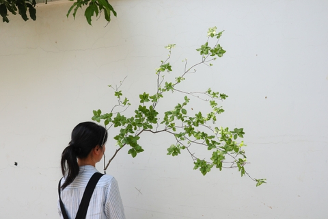 Cành Thạch Nam Nhật Bản