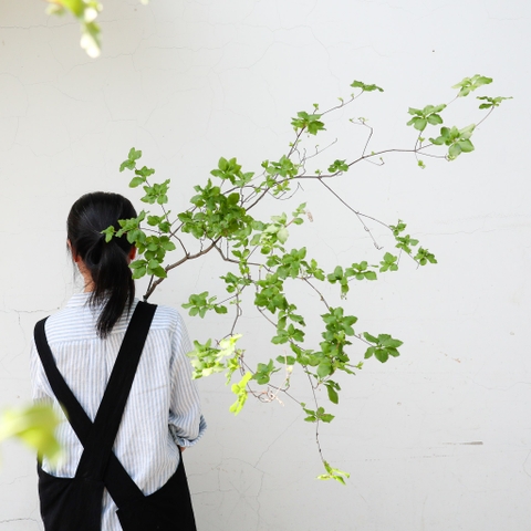 Cành Thạch Nam Nhật Bản