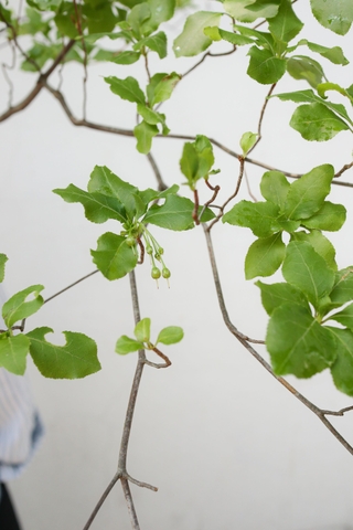 Cành Thạch Nam Nhật Bản