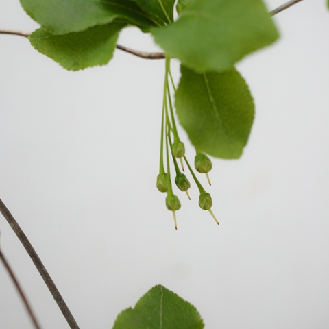 Cành Thạch Nam Nhật Bản