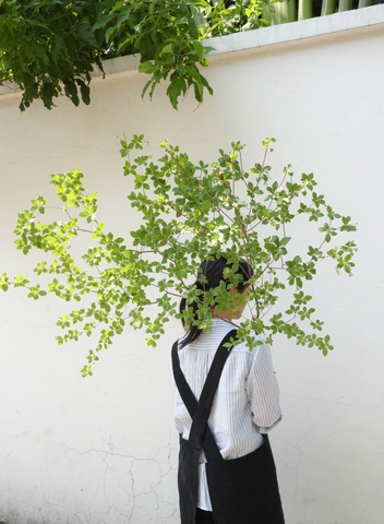 Cành Thạch Nam Nhật Bản