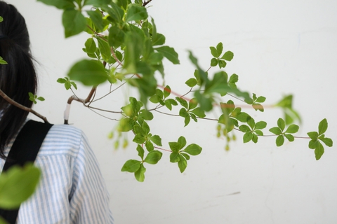 Cành Thạch Nam Nhật Bản