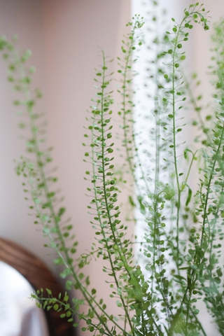 (Hoa Lẻ) Cỏ Đồng Tiền/ Ringbell Đà Lạt