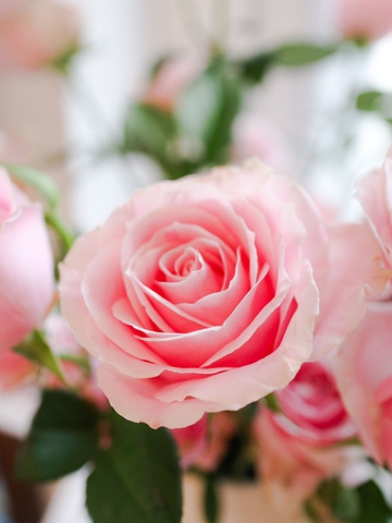 (Hoa Lẻ) Hoa Hồng Baby Lover Thơm Nhẹ Nhàng | Đà Lạt