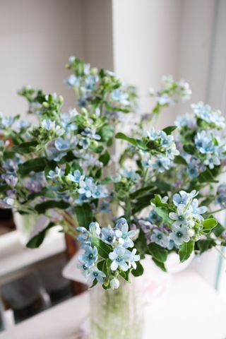 (Hoa Lẻ) Hoa Sao Xanh/ Lam Tinh Nhập Khẩu