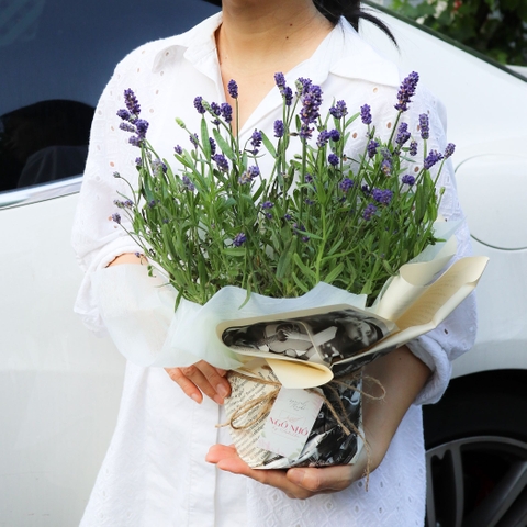 Chậu Hoa Lavender Đà Lạt | Lavender Thơm Chịu Nhiệt
