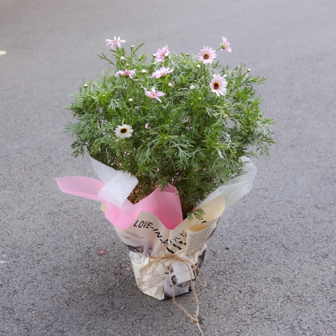 Chậu Hoa Cúc Công Chúa/ Họa Mi Hồng Đà Lạt