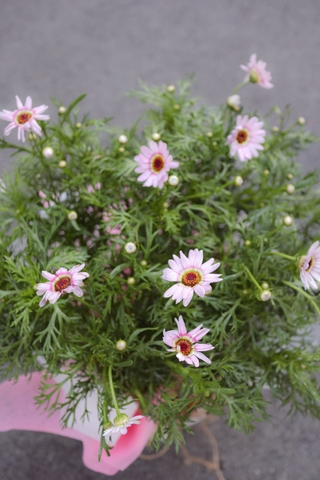Chậu Hoa Cúc Công Chúa/ Họa Mi Hồng Đà Lạt