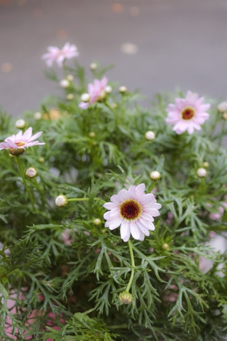 Chậu Hoa Cúc Công Chúa/ Họa Mi Hồng Đà Lạt