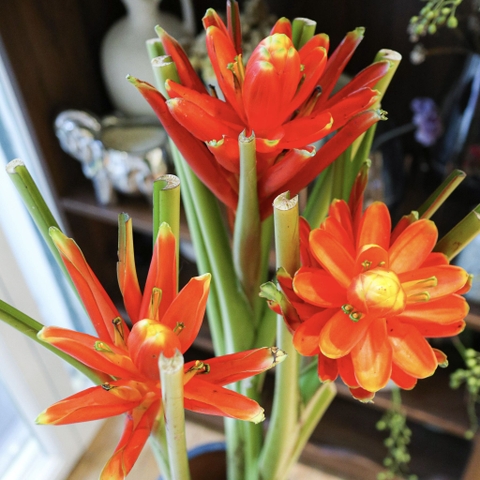 (Hoa Lẻ) Cành Chuối Hoa Sen Đỏ