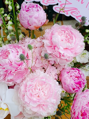 Bình Hoa Mẫu Đơn - Peony/ Peonies 266