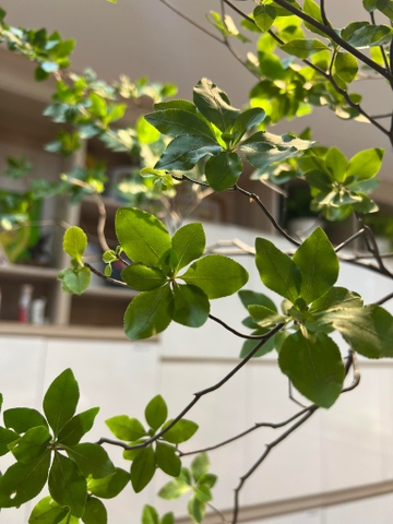 Cành Thạch Nam Nhật Bản