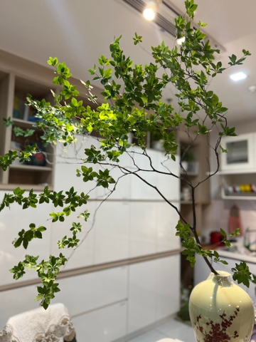 Cành Thạch Nam Nhật Bản