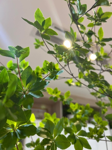 Cành Thạch Nam Nhật Bản